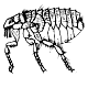 Dog Flea - Ctenocephalides canis