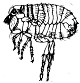 Human Flea- Pulex irritans